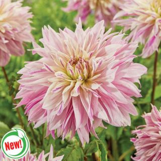 Labyrinth Two-Tone Dahlia Thumbnail